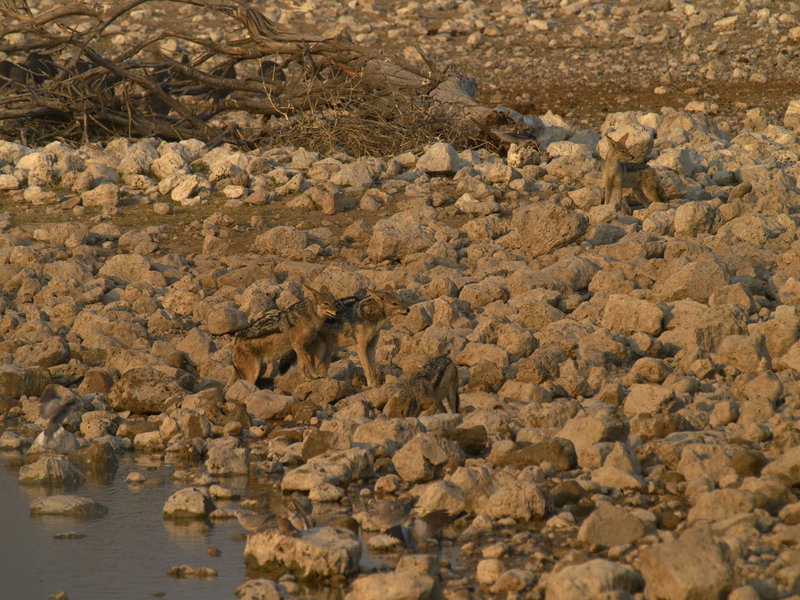 Okaukuejo, Jackal